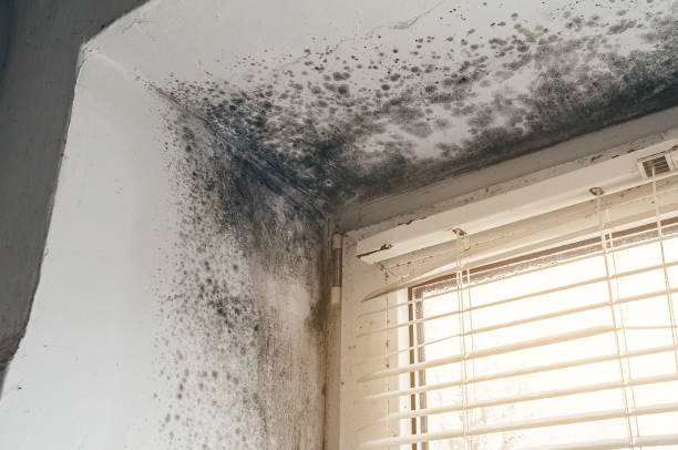 Affordable Basement Mold Removal solutions in Sandy Spring, MD