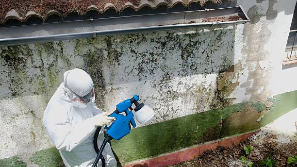 Top rated local Basement Mold Removal specialists in Sandy Spring, MD